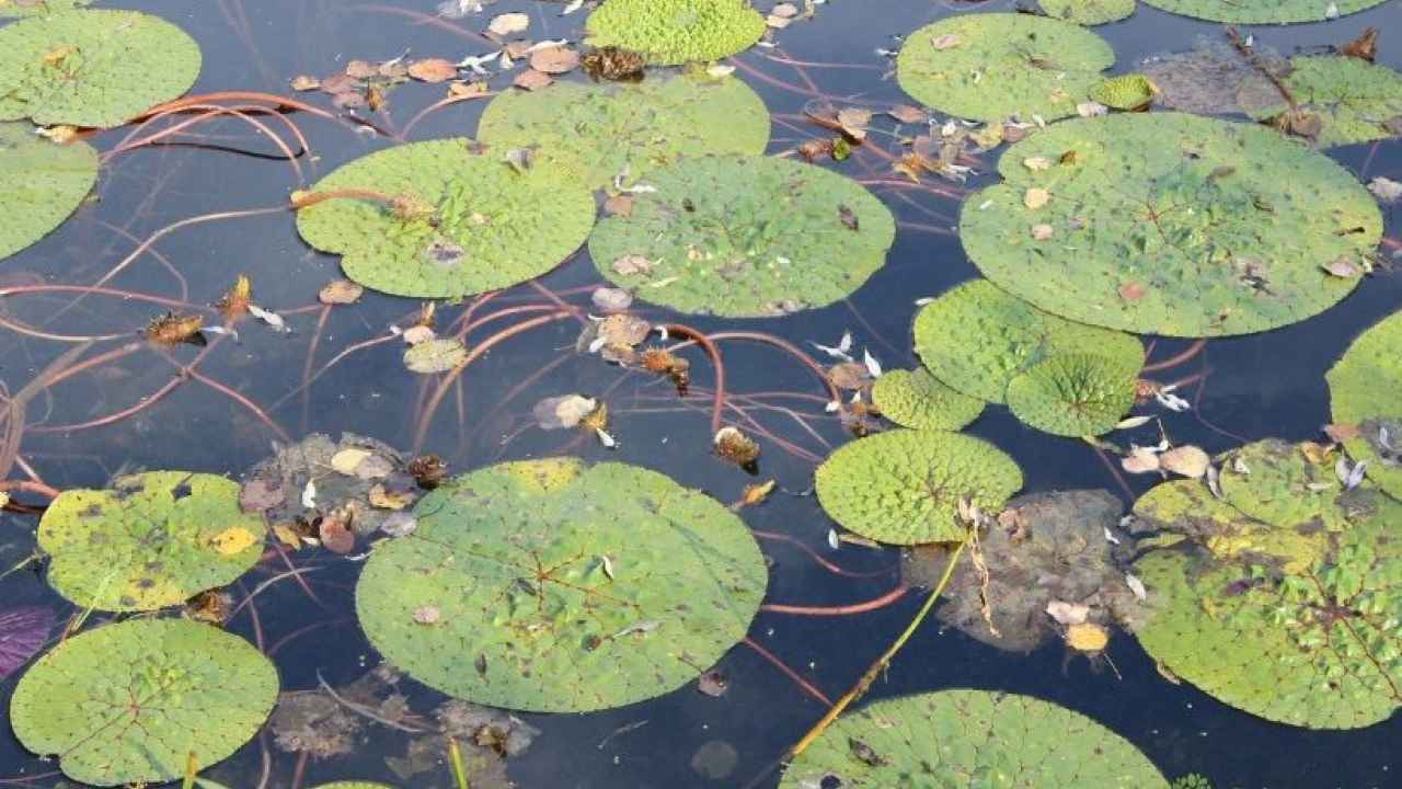 Эвриала устрашающая. Водяные растения