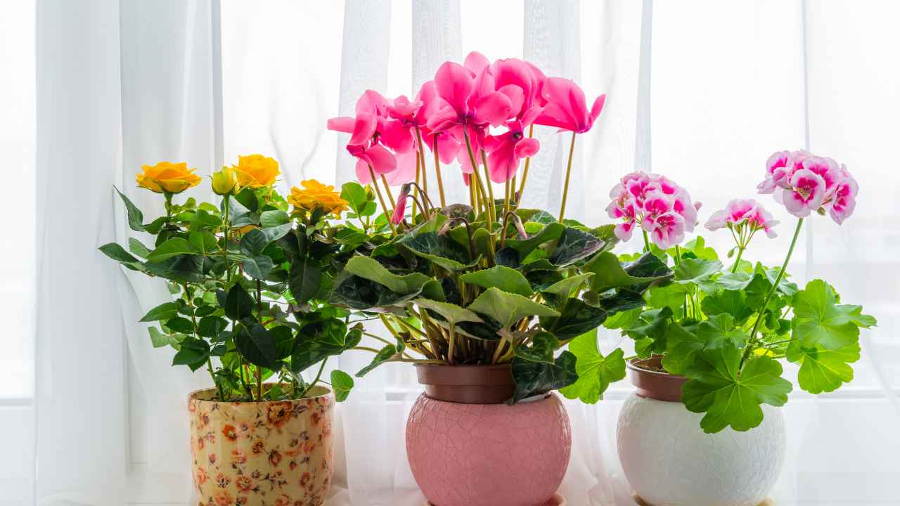ТЕСТ: Угадайте цветущее комнатное растение!