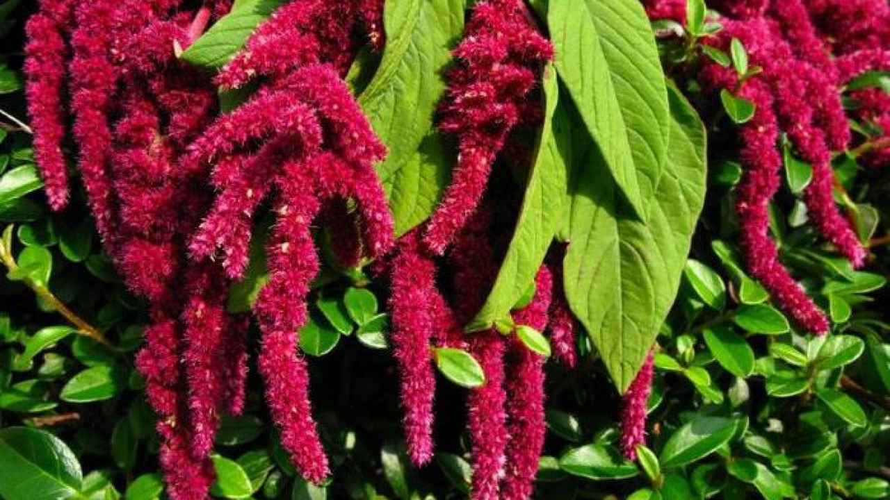 Хвостатый долгожитель: амарант
