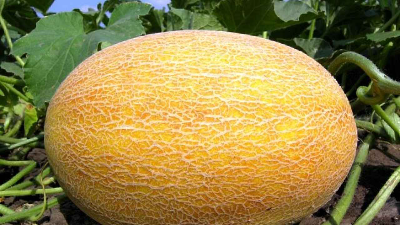 Дыня – выращиваем урожай