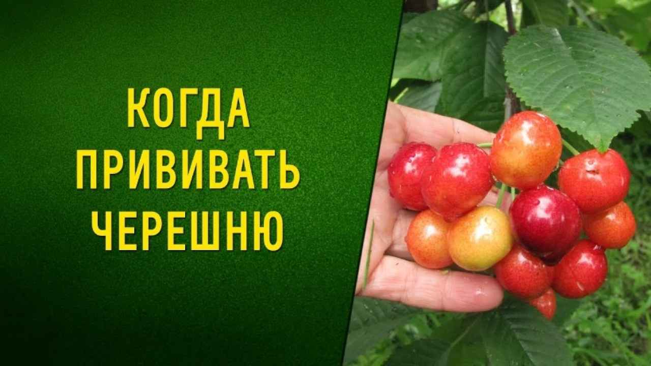 Как привить черешню