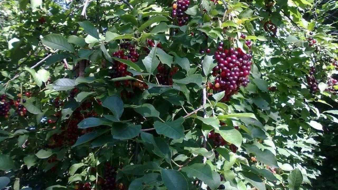 Черемуха на дачном участке