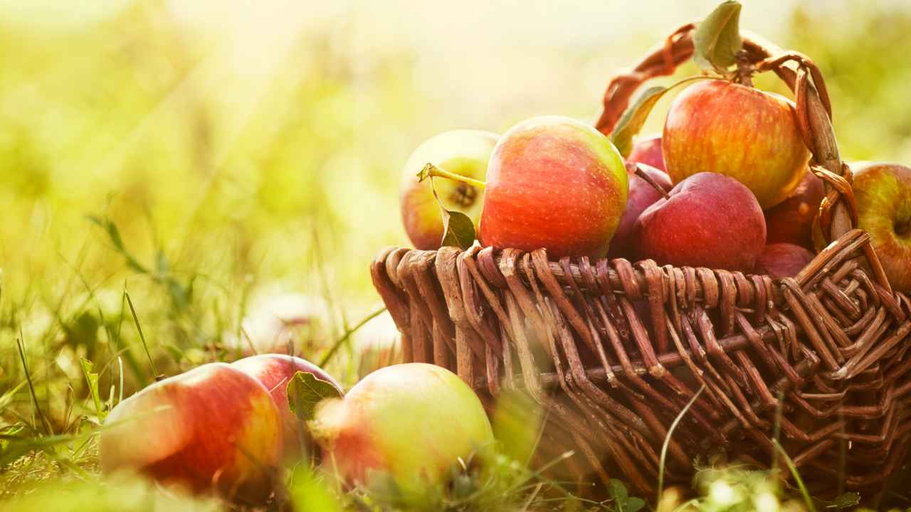 Как выбрать яблоню