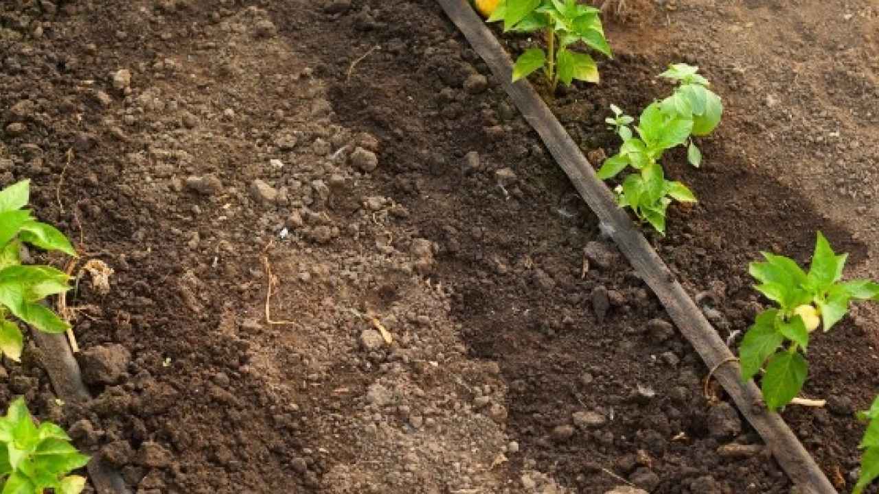 Система капельного полива для дачи