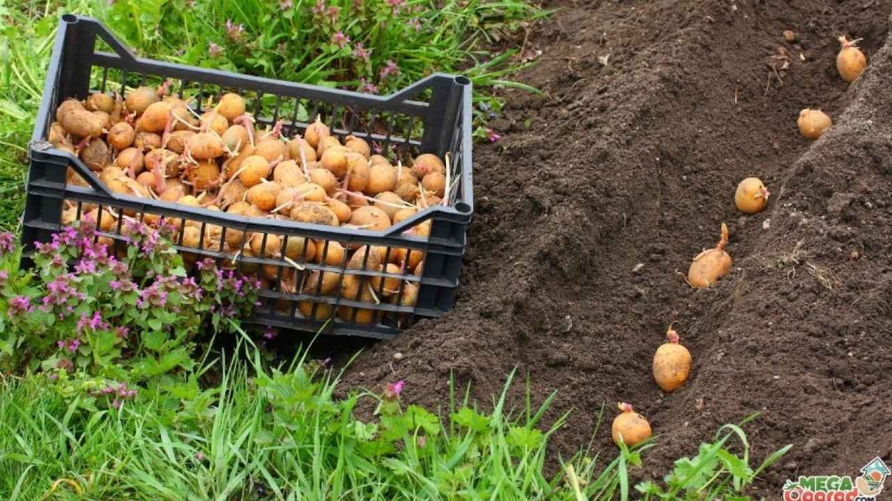 Методы выращивания картофеля