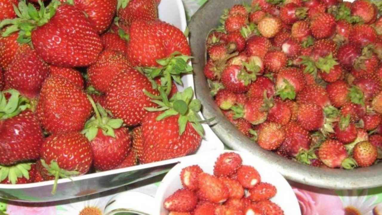 Чем отличается клубника от земляники