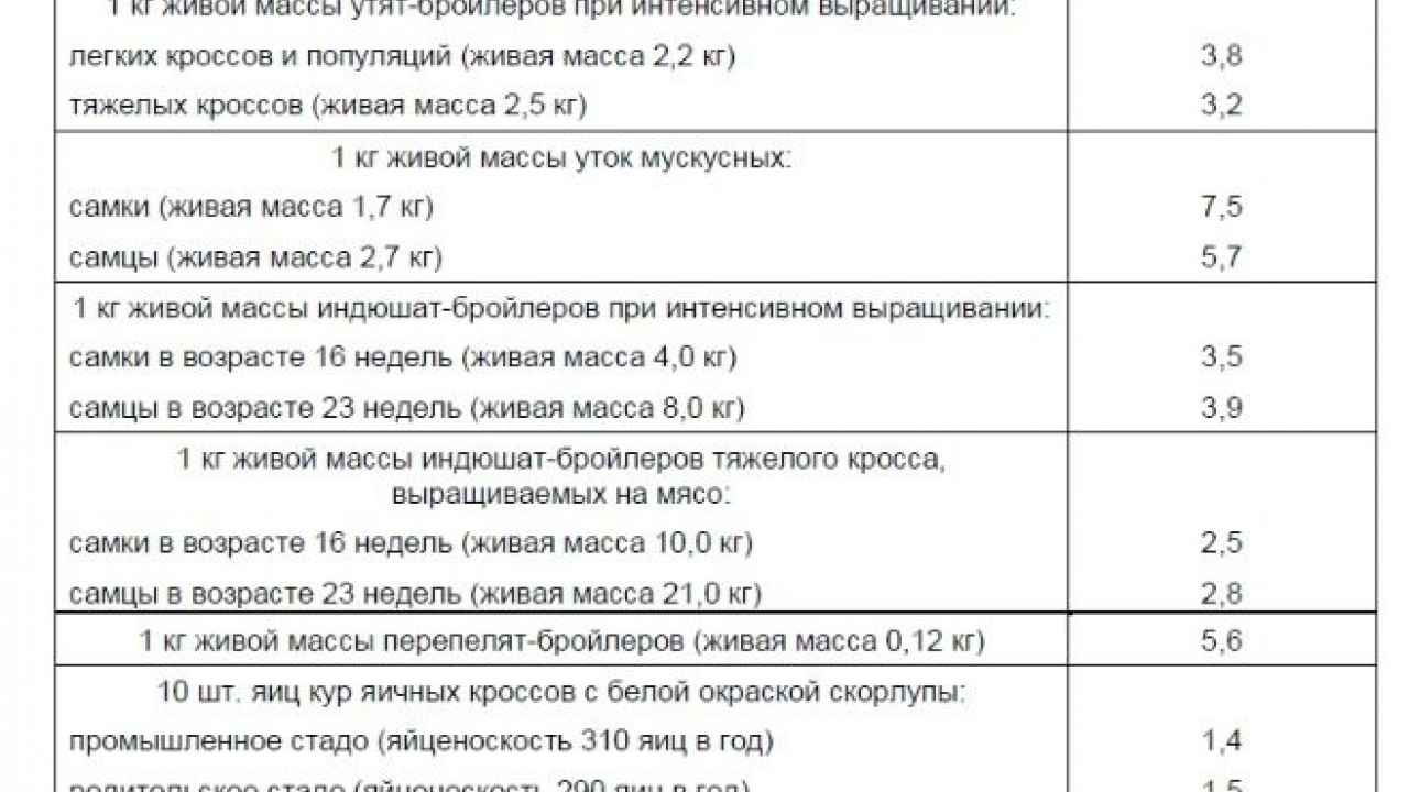 Критерии выбора качественного молодняка птицы - Бобёр.ру