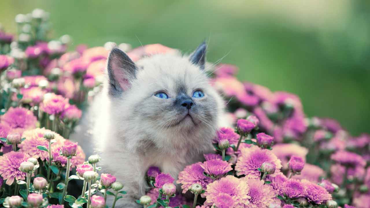 Фото: vvvita/Shutterstock.com