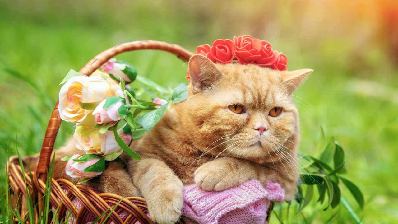Фото: vvvita/Shutterstock.com