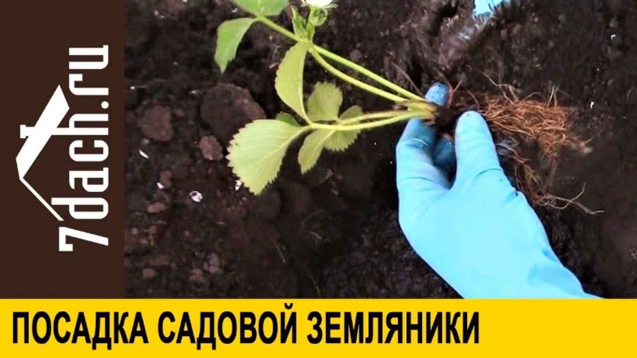 Новые технологии выращивания садовой земляники – мифы и правда