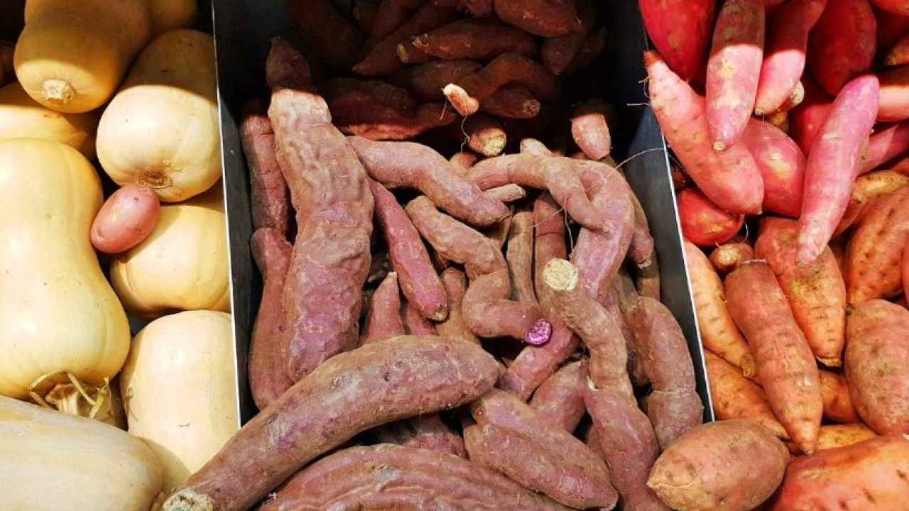 Сладкий картофель – батат