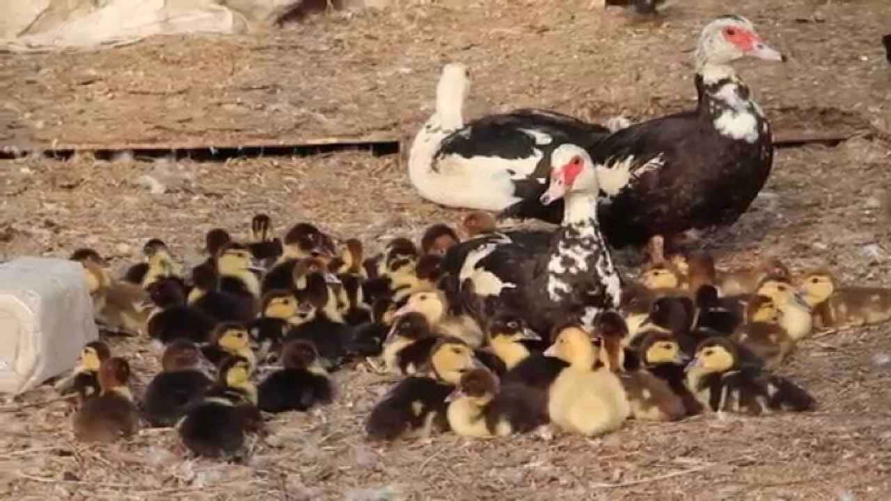 Разведение мускусных уток в домашних условиях