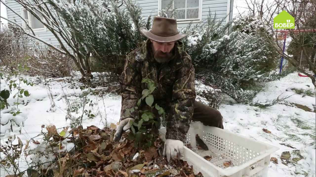 Утепляем розы на зиму - Бобёр.ру