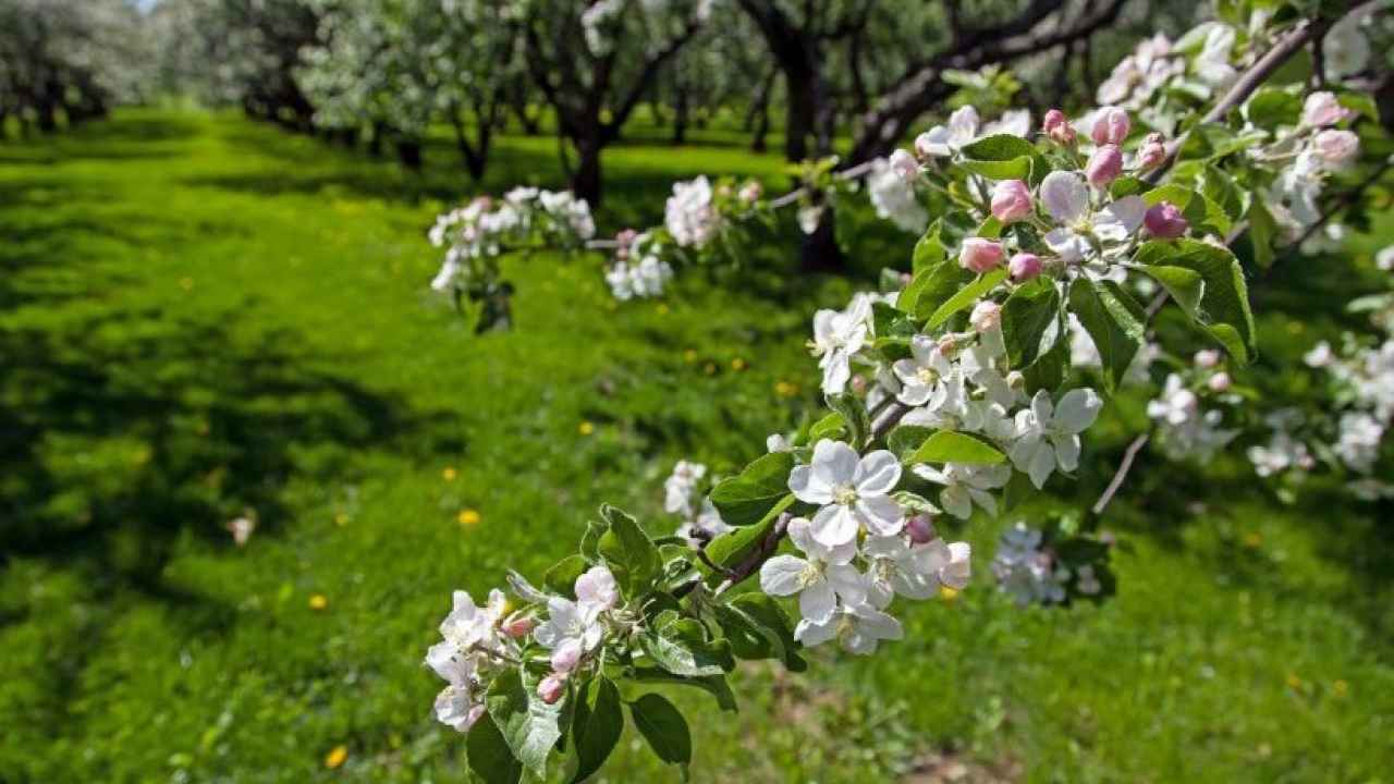 Осенние профилактические мероприятия против вредителей и болезней