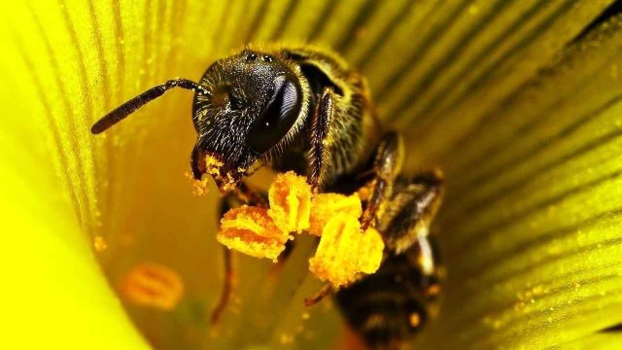 Пчелы и урожай
