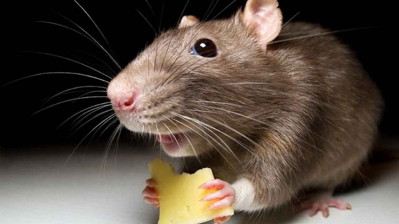 Методы борьбы с крысами и мышами на дачном участке