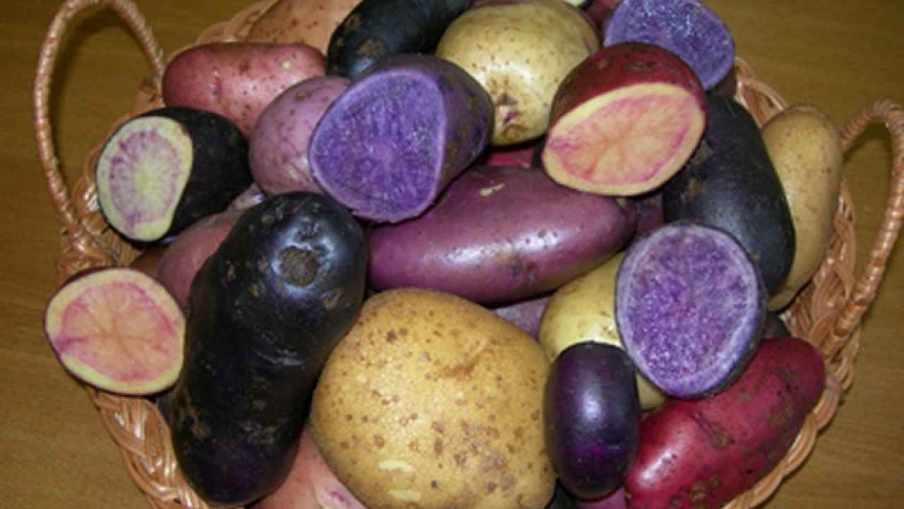 Все краски картошки