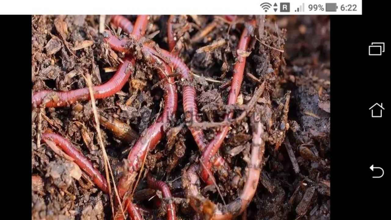 Выращивание дождевых червей для производства биогумуса