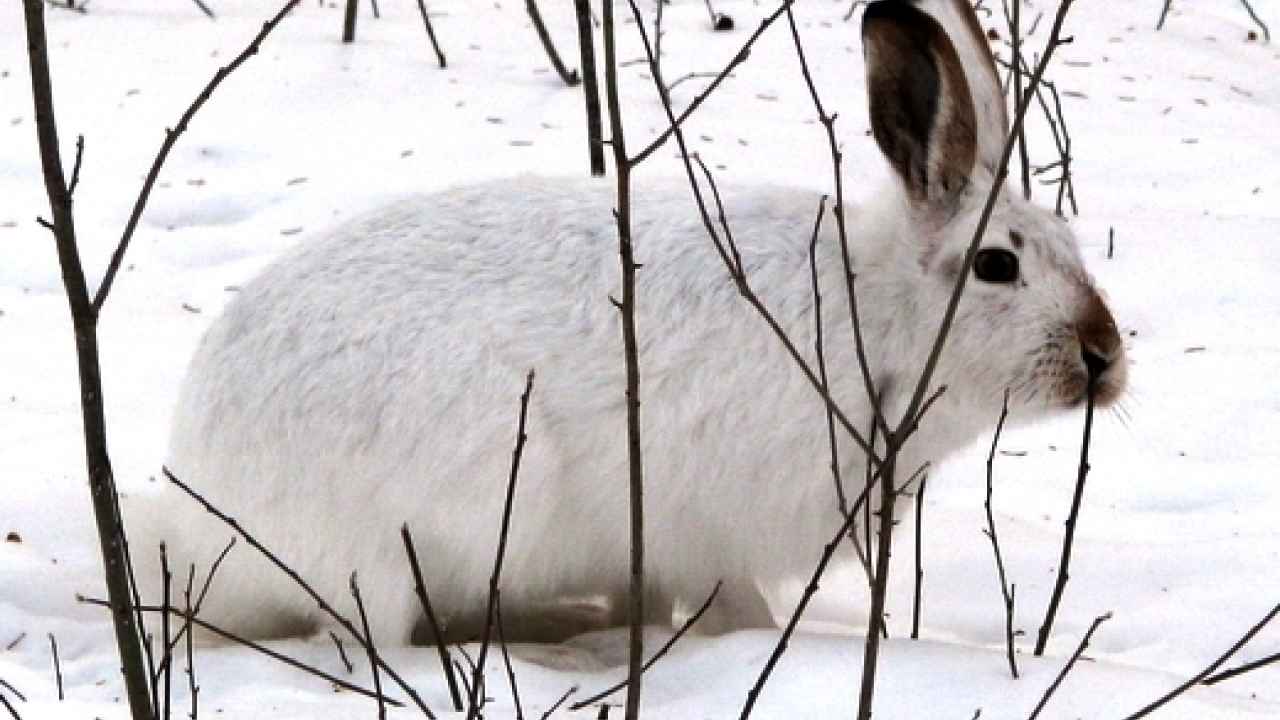 Как можно защитить яблоню от мышей на зиму?