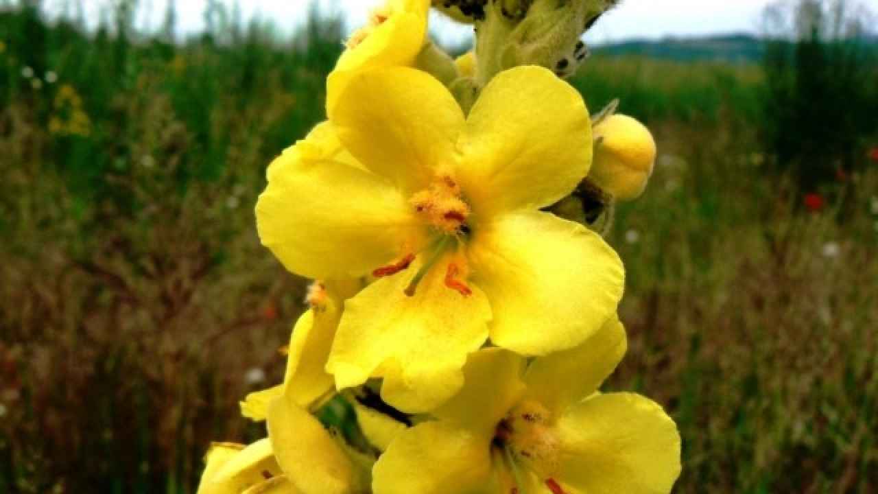 Коровяк (вербаскум) – украшение сада