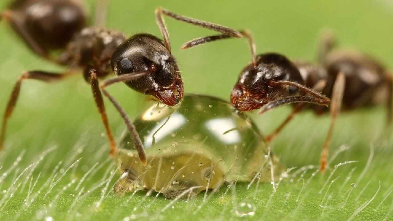 Экологический подход к муравьиному засилью