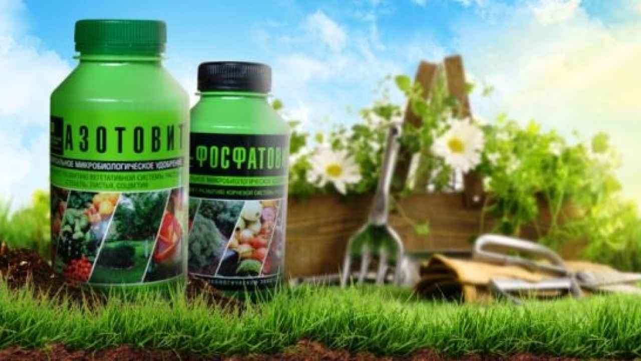 Каких минералов не хватает растениям в почве