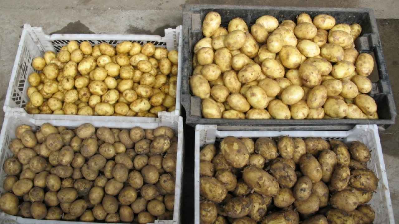 5 ошибок в хранении картофеля