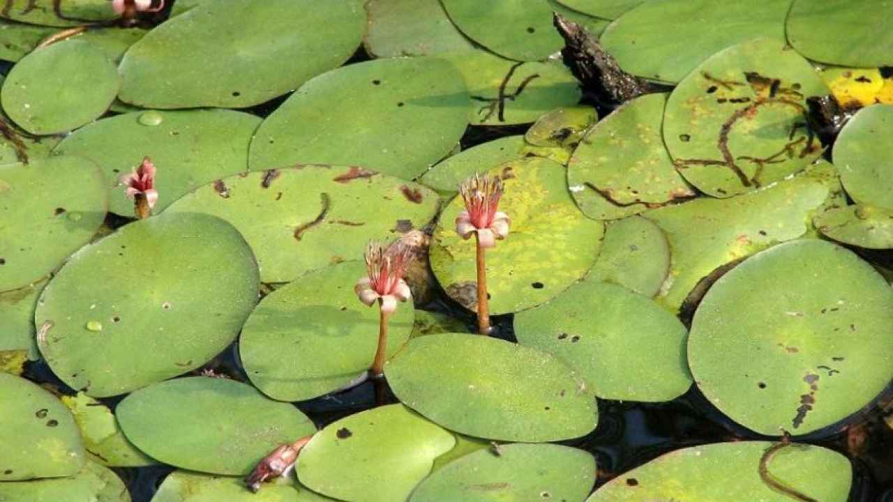 Бразения. Водяные растения. - Бобёр.ру