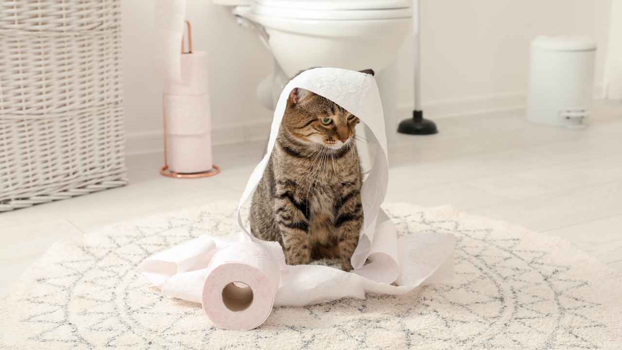 Как выбрать наполнитель для кошачьего туалета