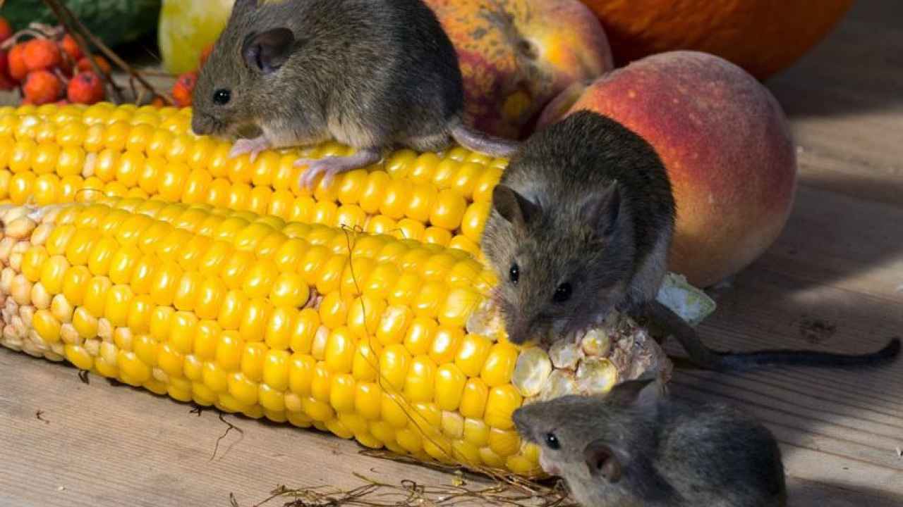 Избавляемся от мышей на участке
