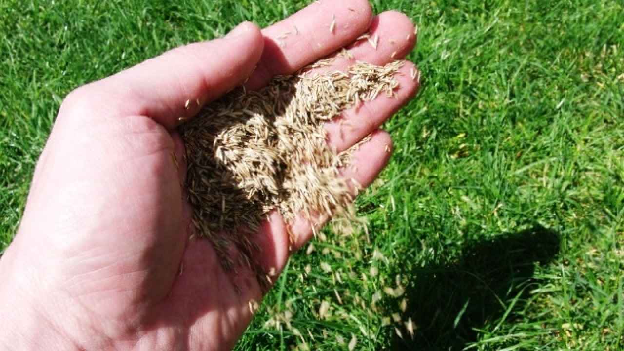 Как посадить газонную траву