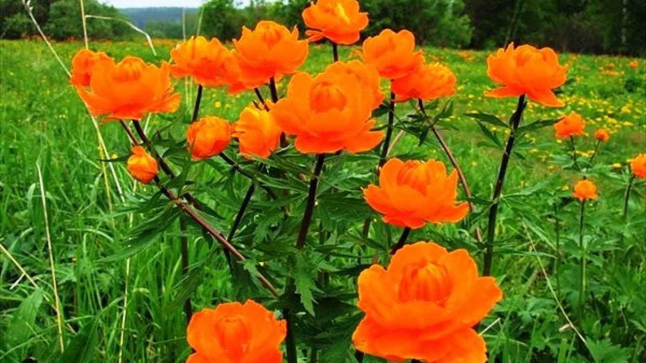 Купальница. Водяные растения