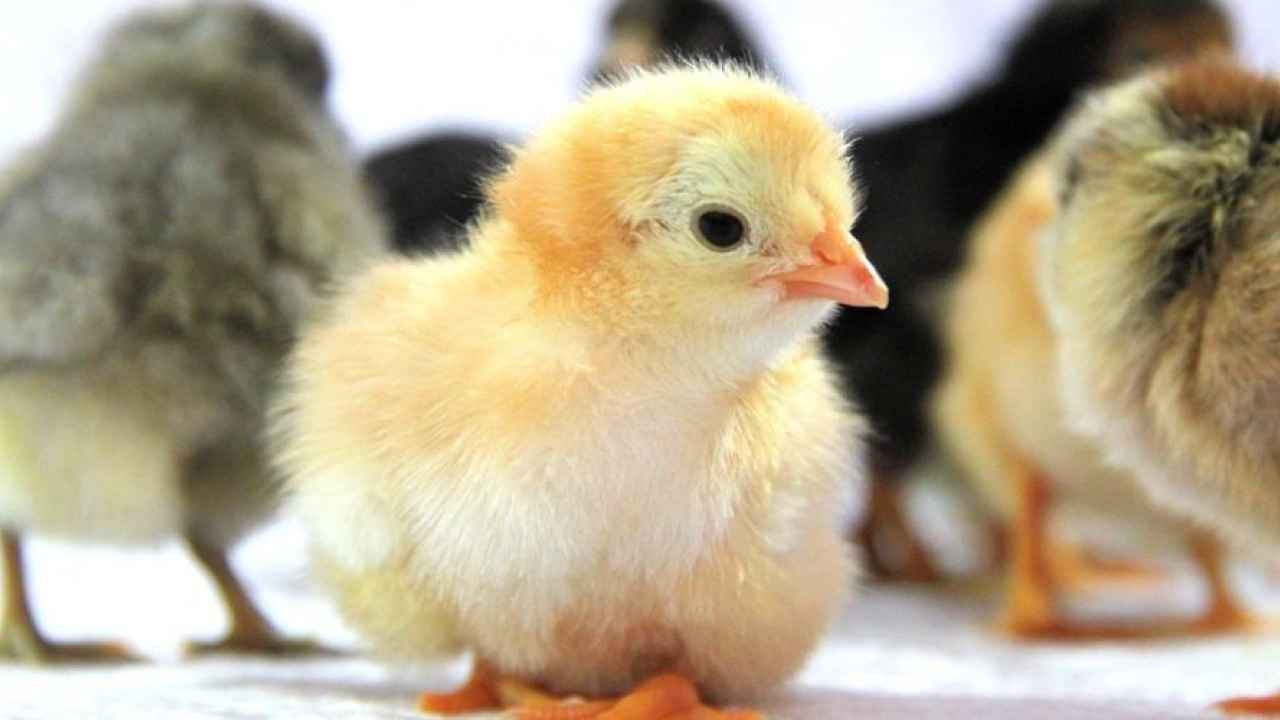 По осени считают: как разводить цыплят