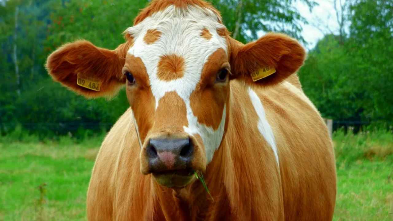 Что нужно знать об уходе за коровой?