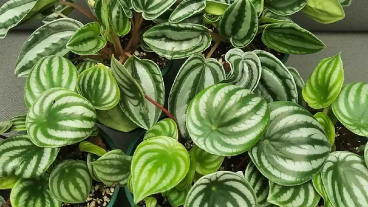 Пеперомия (Peperomia): уход, фото, виды