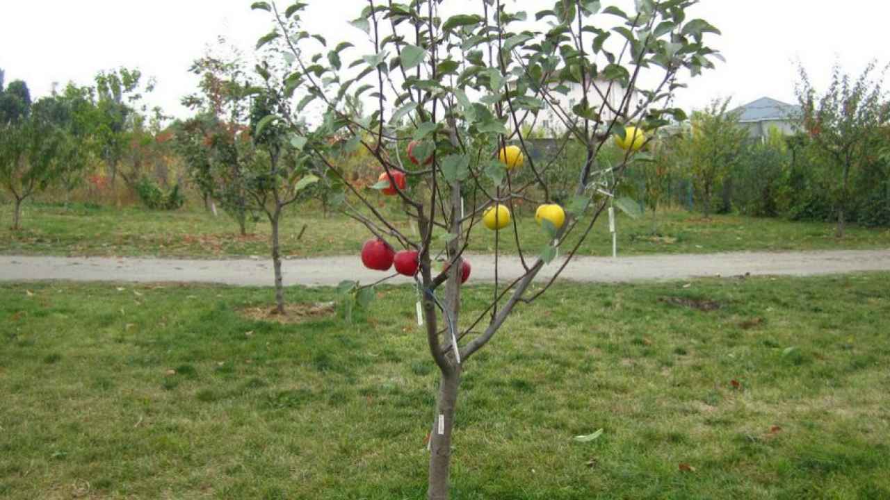 Как выбрать саженец яблони