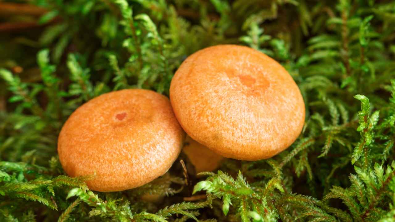Всё о рыжиках