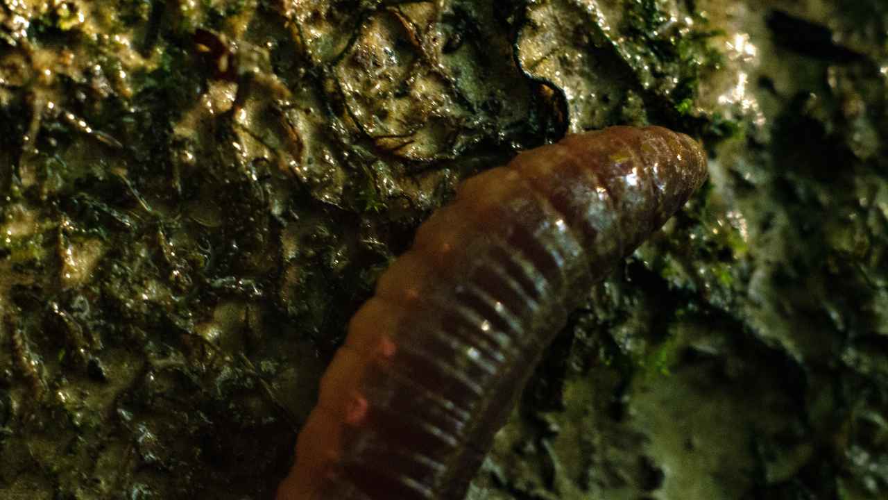 Выращивание дождевых червей для производства биогумуса