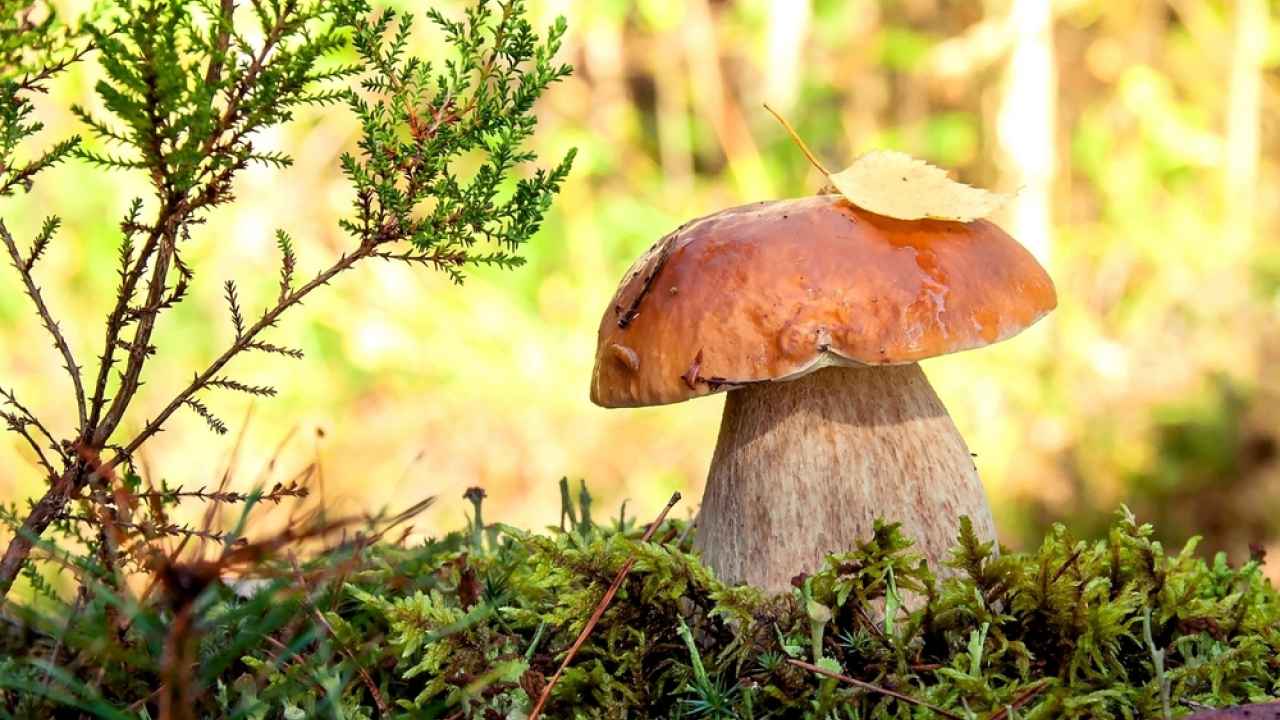 ТЕСТ: Какой из этих грибов ядовитый?