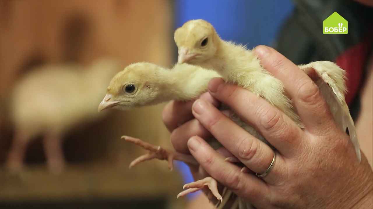 Как ухаживать за индюшатами: делаем мешанку - Бобёр.ру