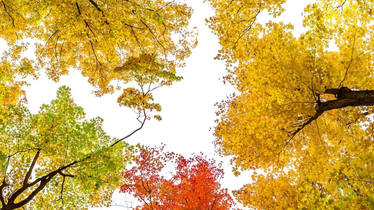 ТЕСТ: Как выглядят деревья осенью?