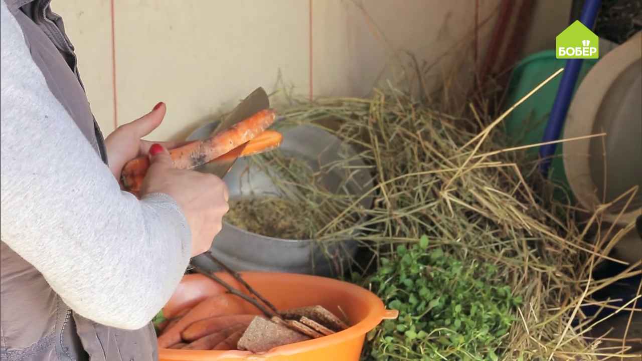 Как составить правильный рацион питания для кроликов - Бобёр.ру