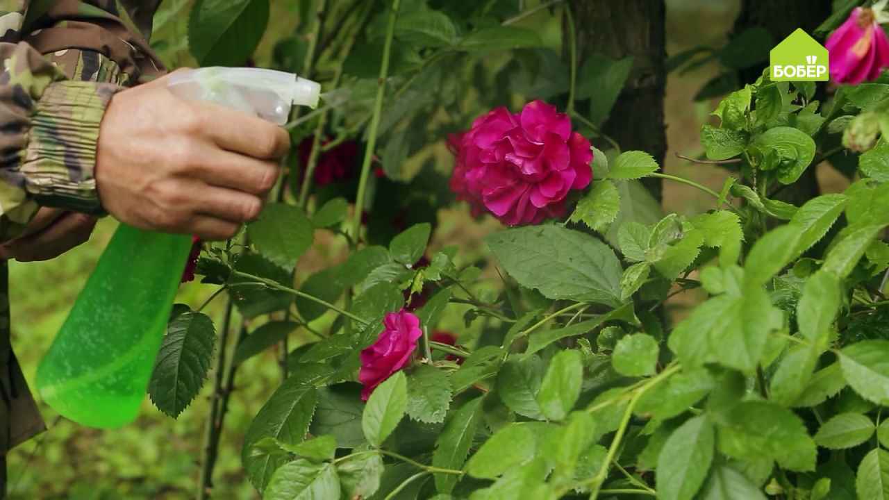 Как избавиться от тли на розе - Бобёр.ру