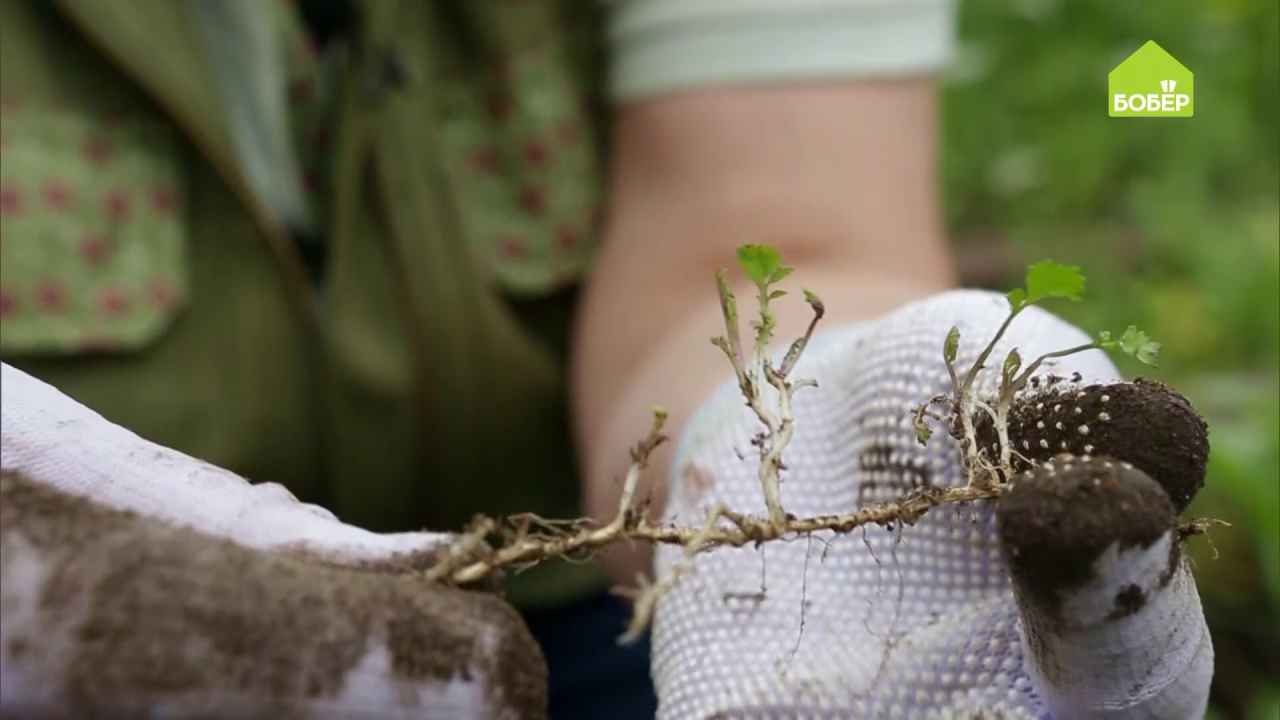 Какие бывают сорняки - Бобёр.ру