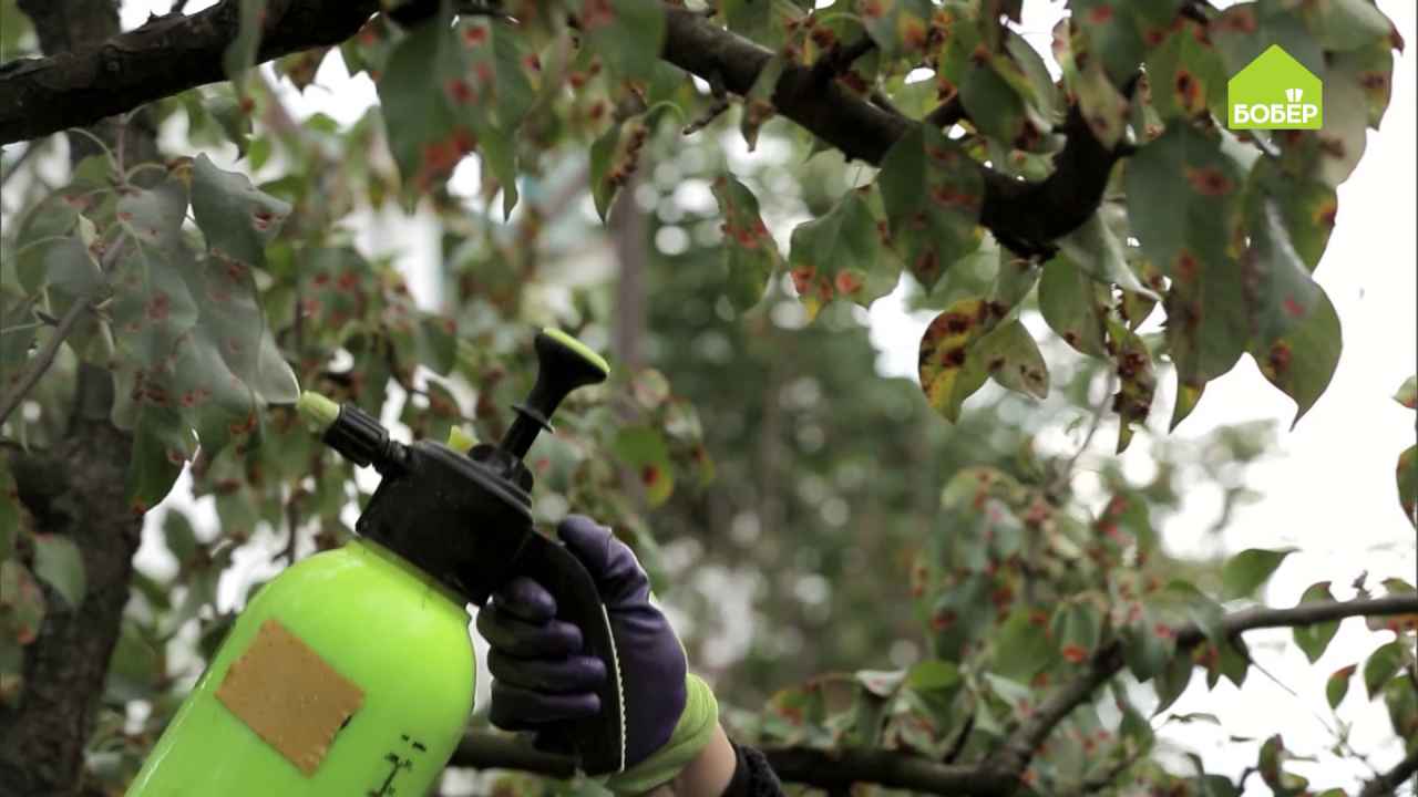 Как бороться с ржавчиной груши - Бобёр.ру