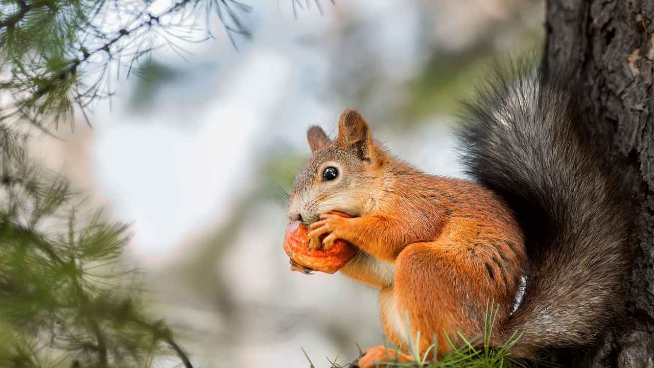 Фото: BushAlex / Shutterstock