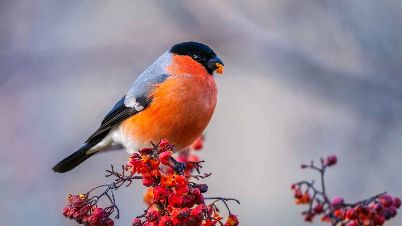 Фото: Igor Klyakhin / Shutterstock