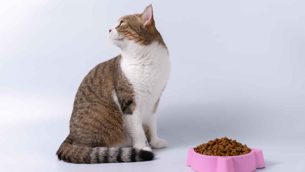 Фото: Patinya Treearoon/Shutterstock.com