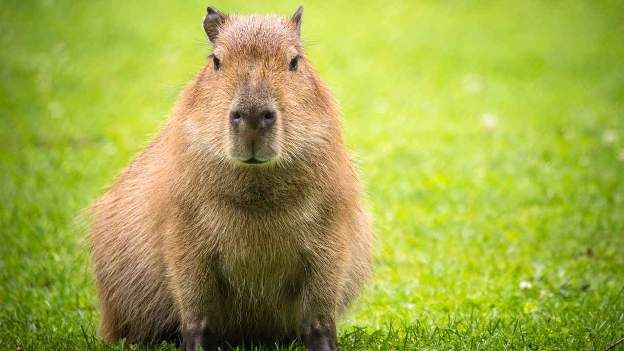 Может ли капибара стать домашним животным - Бобёр.ру