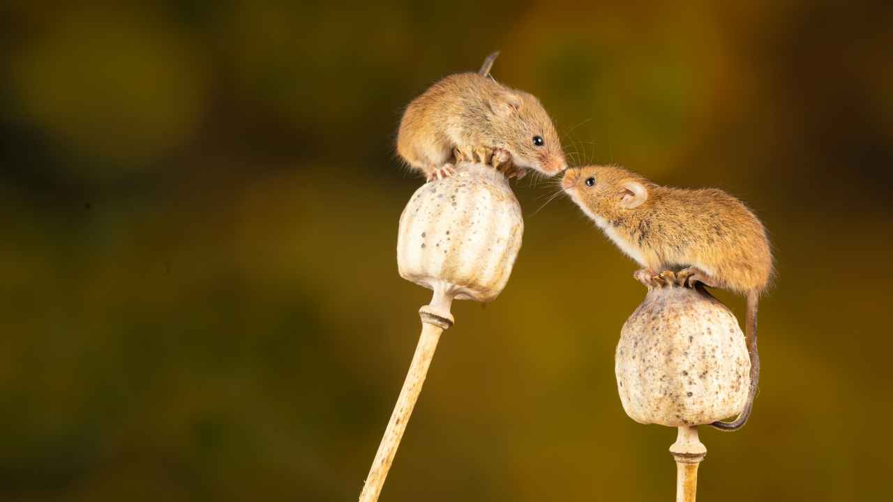 Как бороться с вредителями народными средствами